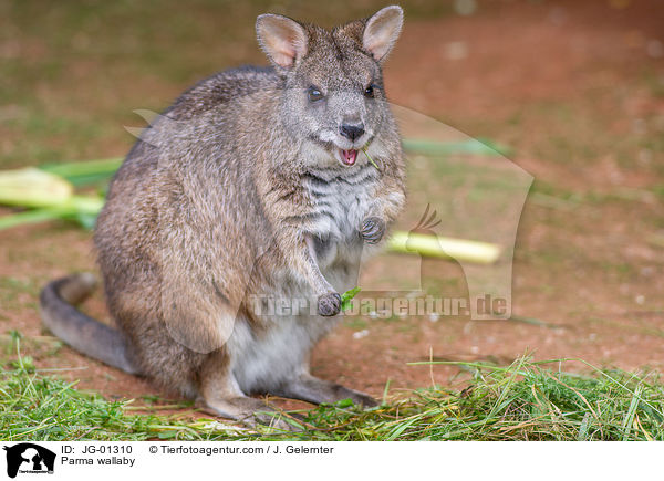 Parmaknguru / Parma wallaby / JG-01310