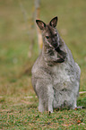 Parmawallaby