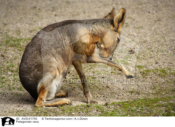 Patagonian cavy / AVD-01750