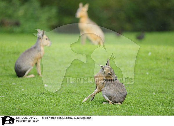 Patagonian cavy / DMS-06420