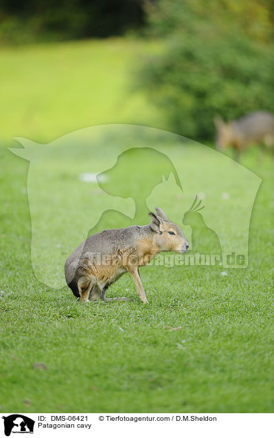Patagonian cavy / DMS-06421