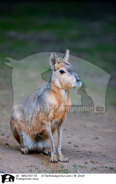 Patagonian cavy / MAZ-05118