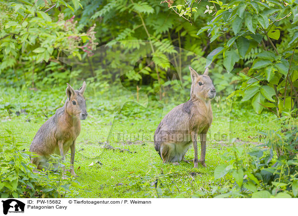 Patagonian Cavy / PW-15682