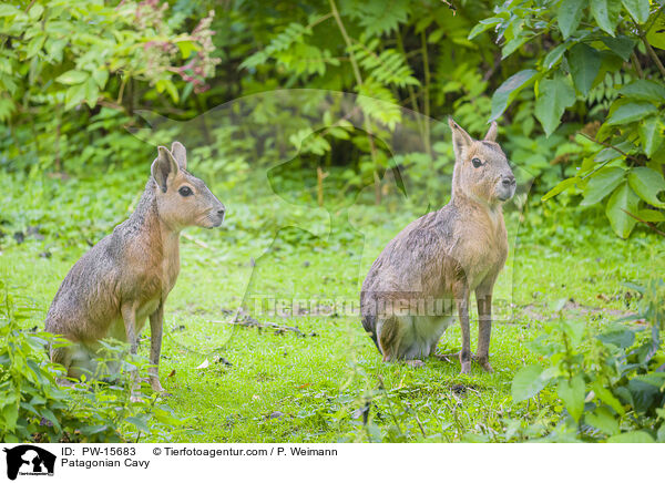 Patagonian Cavy / PW-15683