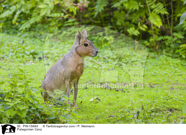 Patagonian Cavy / PW-15684