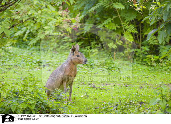 Groer Pampashase / Patagonian Cavy / PW-15685