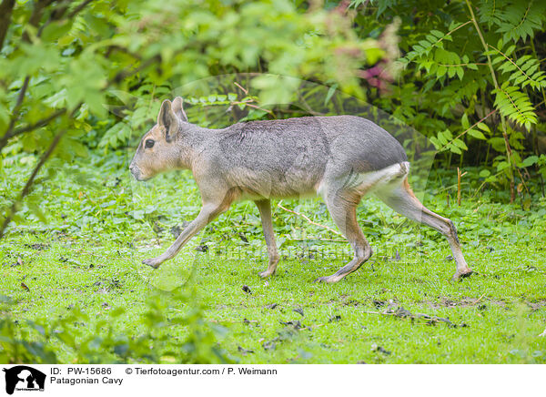 Groer Pampashase / Patagonian Cavy / PW-15686