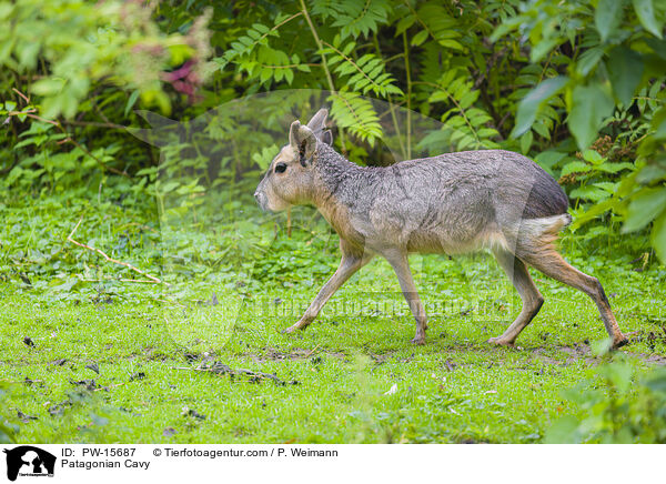 Patagonian Cavy / PW-15687