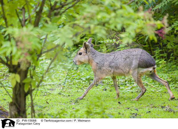 Patagonian Cavy / PW-15688
