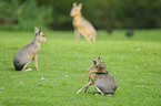 Patagonian cavy