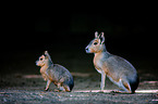 Patagonian cavy