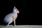 Patagonian cavy