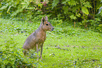 Patagonian Cavy