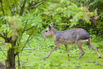 Patagonian Cavy