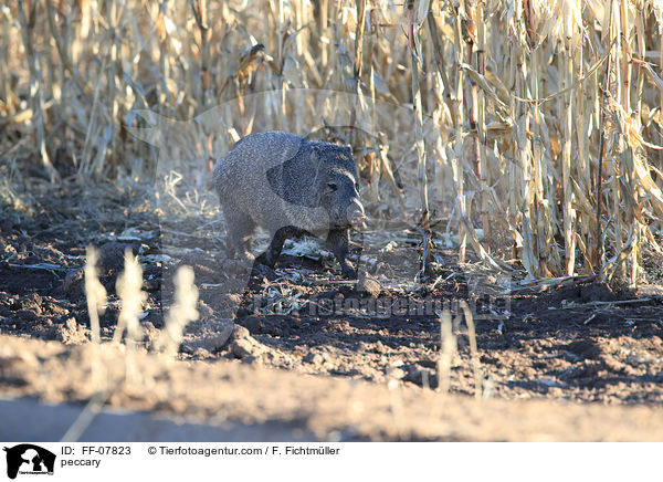 Nabelschwein / peccary / FF-07823