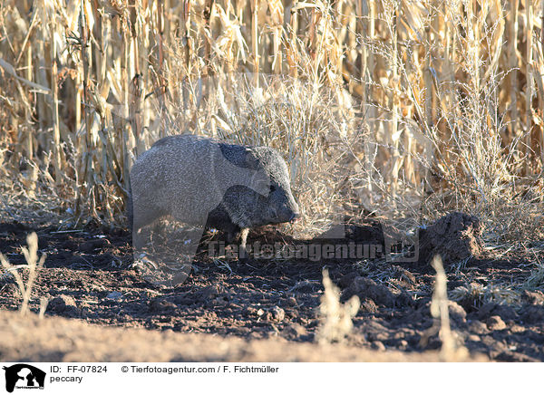 Nabelschwein / peccary / FF-07824