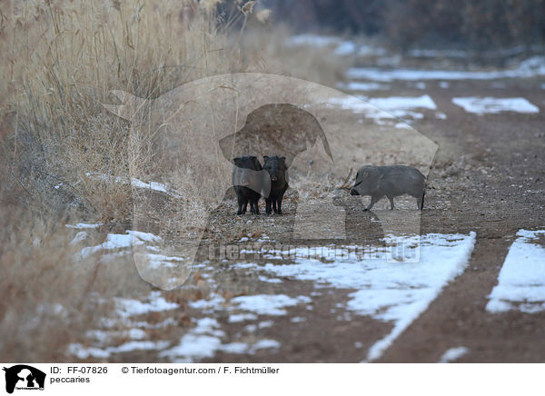 peccaries / FF-07826