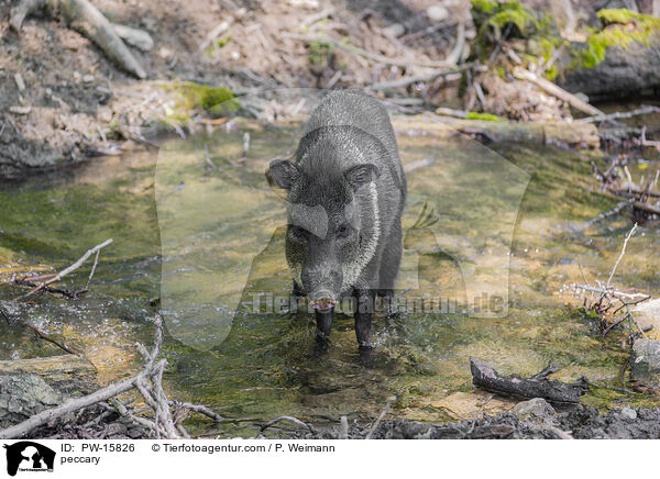 Nabelschwein / peccary / PW-15826