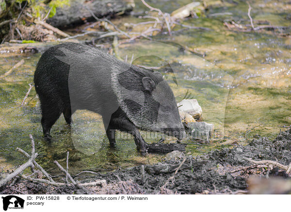 Nabelschwein / peccary / PW-15828