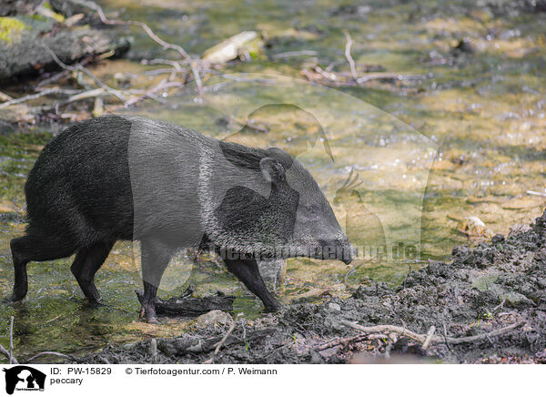 Nabelschwein / peccary / PW-15829