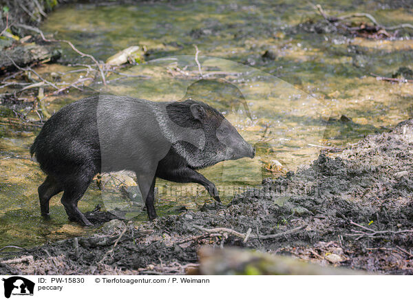 Nabelschwein / peccary / PW-15830