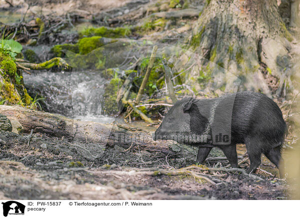 Nabelschwein / peccary / PW-15837