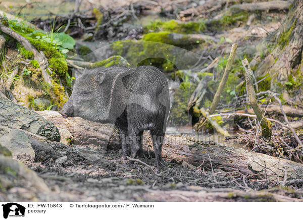 Nabelschwein / peccary / PW-15843