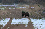 peccaries