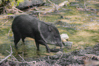 peccary