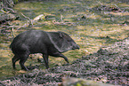 peccary