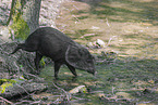 peccary