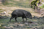 peccary