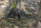 peccary