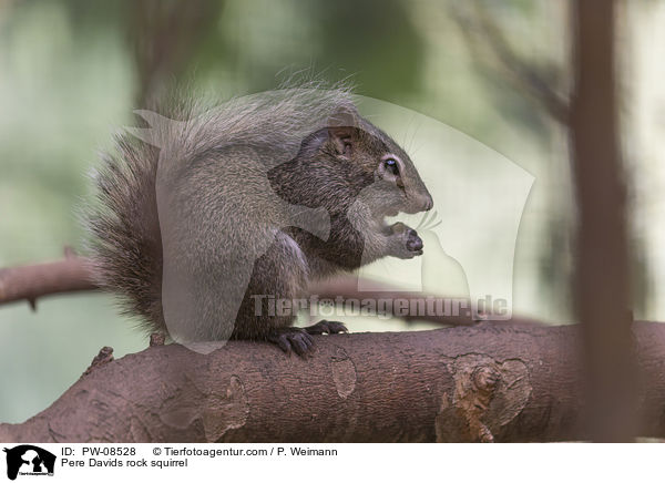 Pere Davids rock squirrel / PW-08528