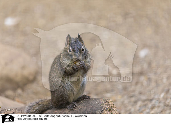 Pere Davids rock squirrel / PW-08529