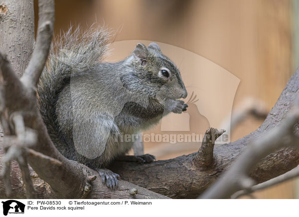 Pere Davids rock squirrel / PW-08530