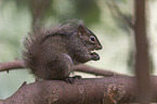 Pere Davids rock squirrel