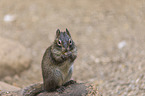 Pere Davids rock squirrel