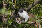 sitting Pied Tamarin