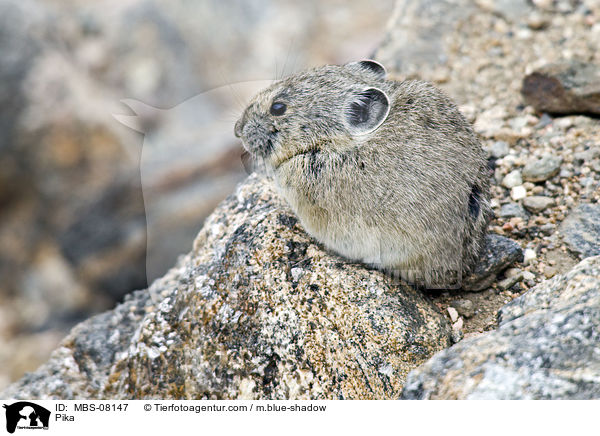 Pfeifhase / Pika / MBS-08147
