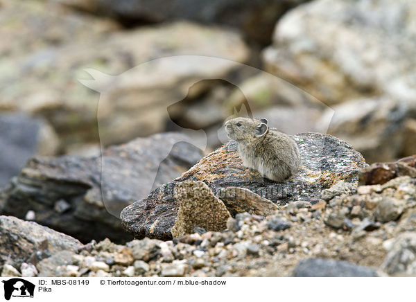Pfeifhase / Pika / MBS-08149