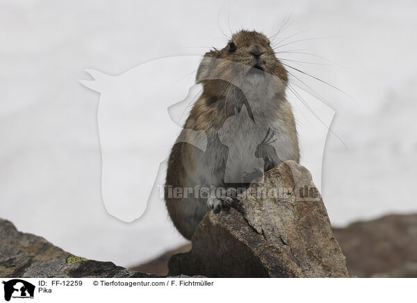 Pfeifhase / Pika / FF-12259