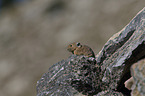 Pika