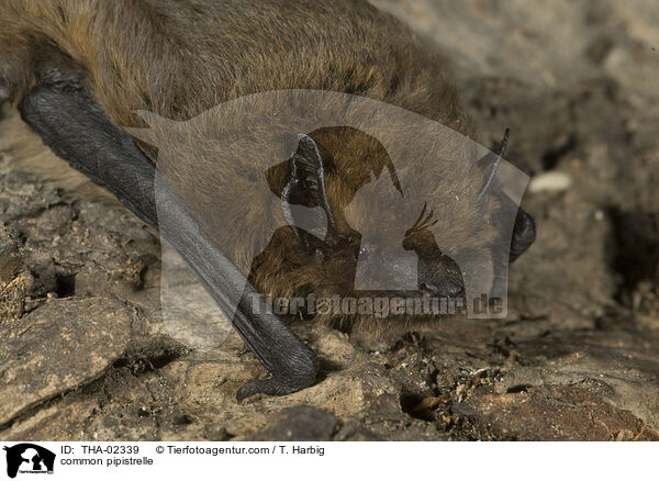 Zwergfledermaus / common pipistrelle / THA-02339