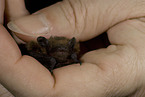 common pipistrelle