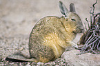 viscacha