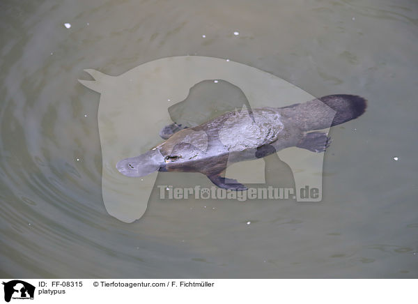 Schnabeltier / platypus / FF-08315