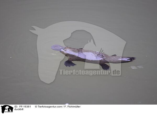 Schnabeltier / duckbill / FF-16361