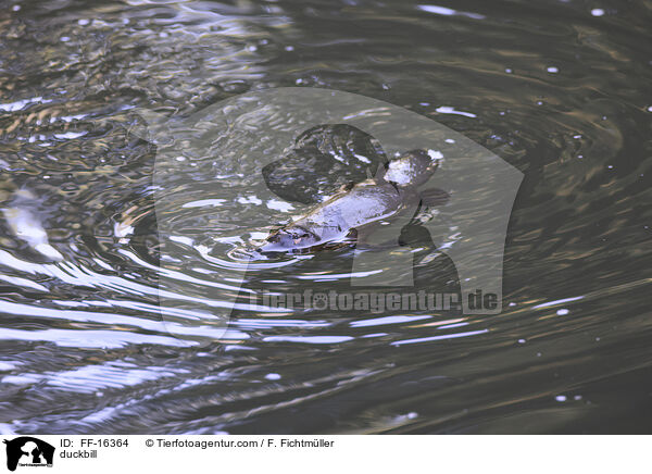 Schnabeltier / duckbill / FF-16364