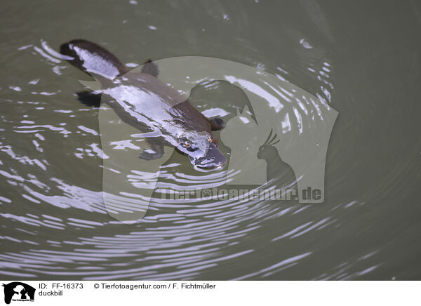 Schnabeltier / duckbill / FF-16373